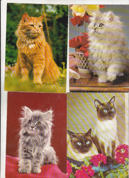 bnk cp Pisici - lot 22 carti postale necirculate