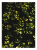 Tablou Canvas, "Frunze verzi &icirc;n lumina dimineții", Frunze, Verde, Textură, Umbre, Luminozitate, Natură, Vegetație, 26 x 39 cm, CMCLASS