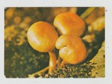 bnk cp Carte postala - ciuperci - circulata