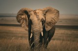 Tablou Canvas, "Elefantul pe c&acirc;mpiile africane", Elefant, Savana, Urechi, Trompă, Iarbă, 39 x 26 cm, CMCLASS