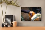 Tablou Canvas, "Maimuța călugăr savur&acirc;nd gustarea sa.", Nu pot să identific cine este &icirc;n imagine, dar văd un animal mic, cu blană portocalie, țin&acirc;nd c