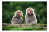 Tablou Canvas, "Maimuțe contempl&acirc;nd lumea verde", Nu pot să identific sau să descriu animale sau oameni &icirc;n imagini, dar pot să te ajut cu alte informa