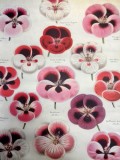 Hartie de impachetat - Blossoms | Cavallini Papers &amp; Co. Inc.