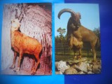HOPCT LOT NR 463 CAPRINE -FAUNA-2 CARTI POSTALE-NECIRCULATE