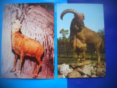 HOPCT LOT NR 463 CAPRINE -FAUNA-2 CARTI POSTALE-NECIRCULATE foto