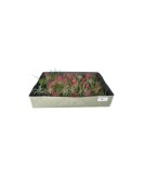 Cumpara ieftin Planta aeriană Tillandsia mix, planta aeriana surpriza