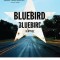 Bluebird, Bluebird