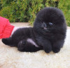 Catelusi pomeranian alb-negru