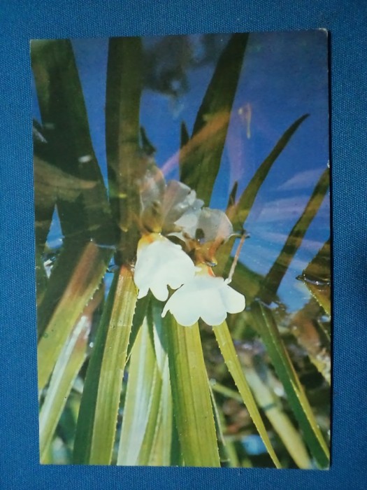 CARTE POSTALA CACTUS INFLORIT