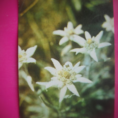 HOPCT 76047 CARTE POSTALA-FLOARE DE COLT-EDELWEISS -NECIRCULATA