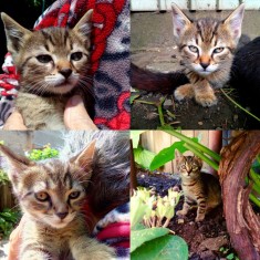 Cauti adoptie pisici? Vezi oferta pe Okazii.ro