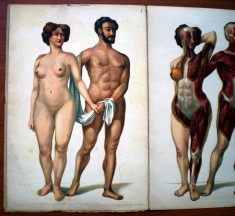 P.315 VECHI PLIANT ATLAS ANATOMIE CORPUL UMAN 5 PLANSE LITOGRAFIE