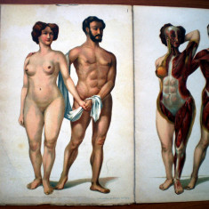 P.315 VECHI PLIANT ATLAS ANATOMIE CORPUL UMAN 5 PLANSE LITOGRAFIE