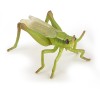 PAPO FIGURINA LACUSTA, Animale Salbatice