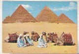 Bnk cp Egipt - Beduini si camile la Giza - necirculata, Printata