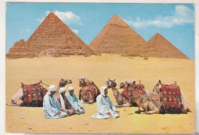 bnk cp Egipt - Beduini si camile la Giza - necirculata foto