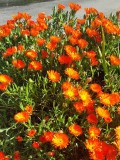 Seminte Mesembryanthemum Mix - Amestec Culori - 10 seminte flori suculente, decorative, curte, gradina