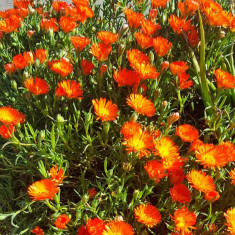 Mesembryanthemum mix - amestec culori - 10 seminte pt semanat