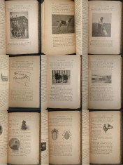 1929 CAINII NOSTRI Rase Dresaj Inmultire Igiena Boli 428 pg 164 fig Medicina Veterinara Anatomie Caini de vanatoare curse companie tractiune Bailliere