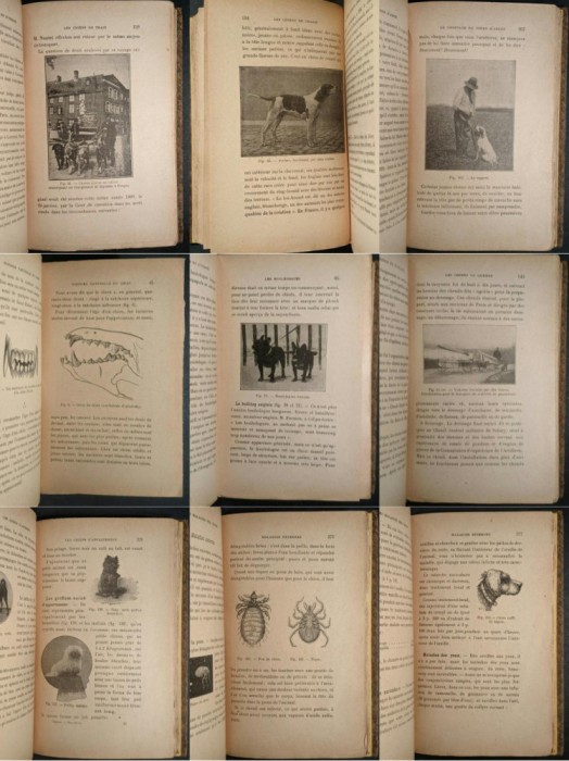 1929 CAINII NOSTRI Rase Dresaj Inmultire Igiena Boli 428 pg 164 fig Medicina Veterinara Anatomie Caini de vanatoare curse companie tractiune Bailliere