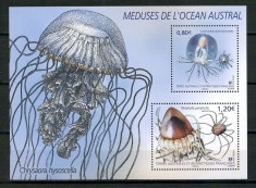 TERITORIILE FRANCEZE DIN ANTARCTICA TAAF 2021 FAUNA MEDUZE foto