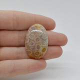 Cabochon coral fosilic 34x22x6mm c57