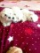 Căței bichon maltez - 2