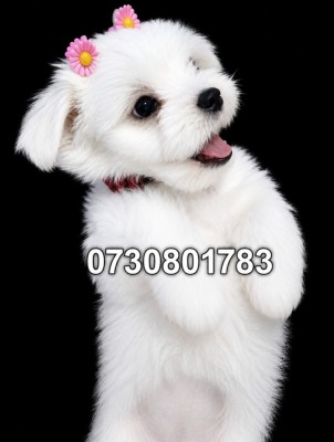 Bichon maltez foto