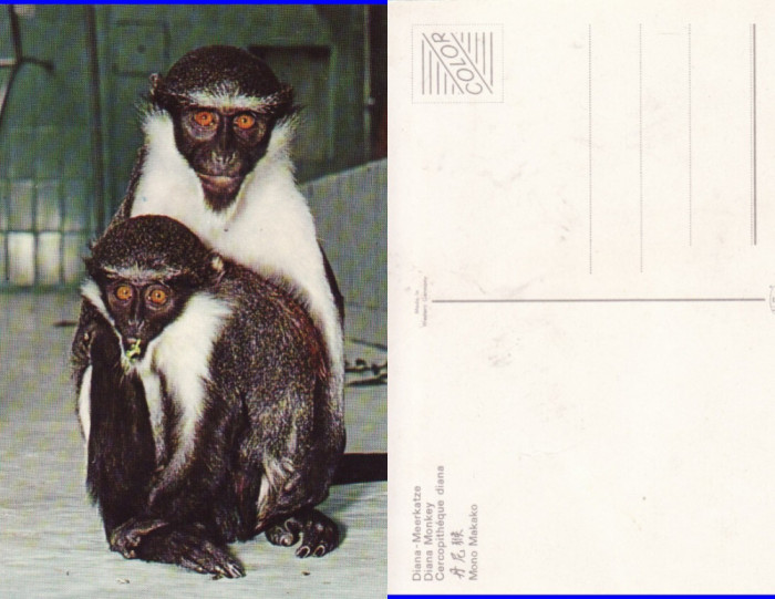 Ilustrata animale- Maimute