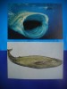 HOPCT LOT NR 449 RECHIN/BALENA-ANIMALE MARINE-FAUNA -2 CARTI POSTALE-NECIRCULATE, Circulata, Printata
