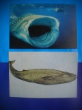 HOPCT LOT NR 449 RECHIN/BALENA-ANIMALE MARINE-FAUNA -2 CARTI POSTALE-NECIRCULATE, Circulata, Printata