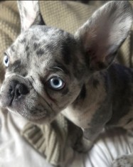 Bulldog francez merle foto