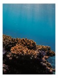 Tablou Canvas, "Corali &icirc;n lumina strălucitoare a oceanului", Corali, Apă, Lumină, Albastru, Natură, Ecosistem, Ocean, Scufundare, Razele Soarelui, Via