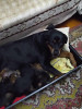 Vand pui Rottweiler, [en.casa]