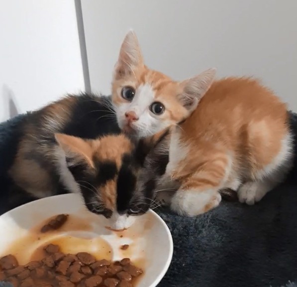 GRATUIT Adoptie pui pisica  arhiva Okazii.ro