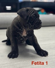 Cane corso pui de vanzare