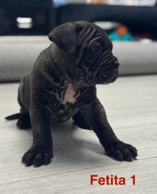 Cane corso pui de vanzare foto