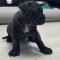 Cane corso pui de vanzare