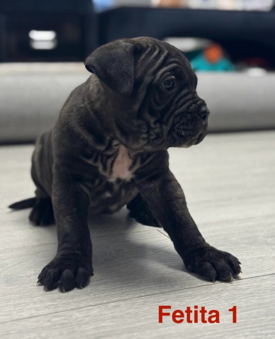 Cane corso pui de vanzare