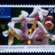 Uruguay 2001 flora,plante, iasomie serie 1V. MNH