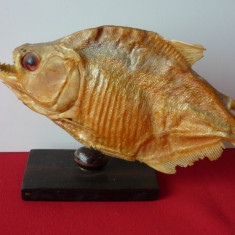 TROFEU PIRANHA