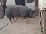 Vand porc de tara