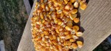Vand porumb an 2024 1,6 lei/kg