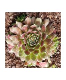 Planta Urechelnita, Sempervivum Cassiopea C2, ghiveci 2l, Oem
