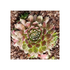 Planta Urechelnita, Sempervivum Cassiopea C2, ghiveci 2l