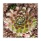 Planta Urechelnita, Sempervivum Cassiopea C2, ghiveci 2l