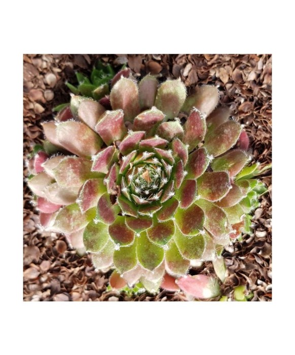 Planta Urechelnita, Sempervivum Cassiopea C2, ghiveci 2l