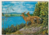 Bnk cp Carte postala 3D - Cerbi - Japonia Wonder Co SSP-240, Circulata, Printata