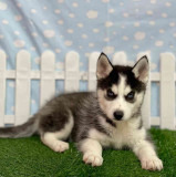 Husky Siberian , pui genetic pur, vaccinati la zi ,