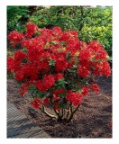 Rhododendron Nabucco C2